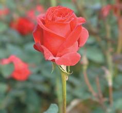 �������齫����Ƶ�������ٷ����ͷ����������򣺴�Ҷ�����Ҫ��...